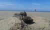 13754447_1141180412608245_778483522624197707_n.jpg