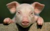 piggy.jpg