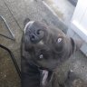 Pitbuldeflip